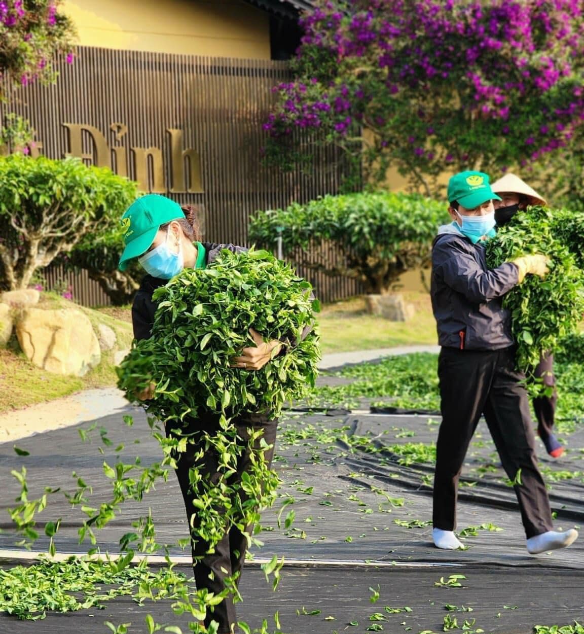 Quy trình sản xuất trà Long Đỉnh