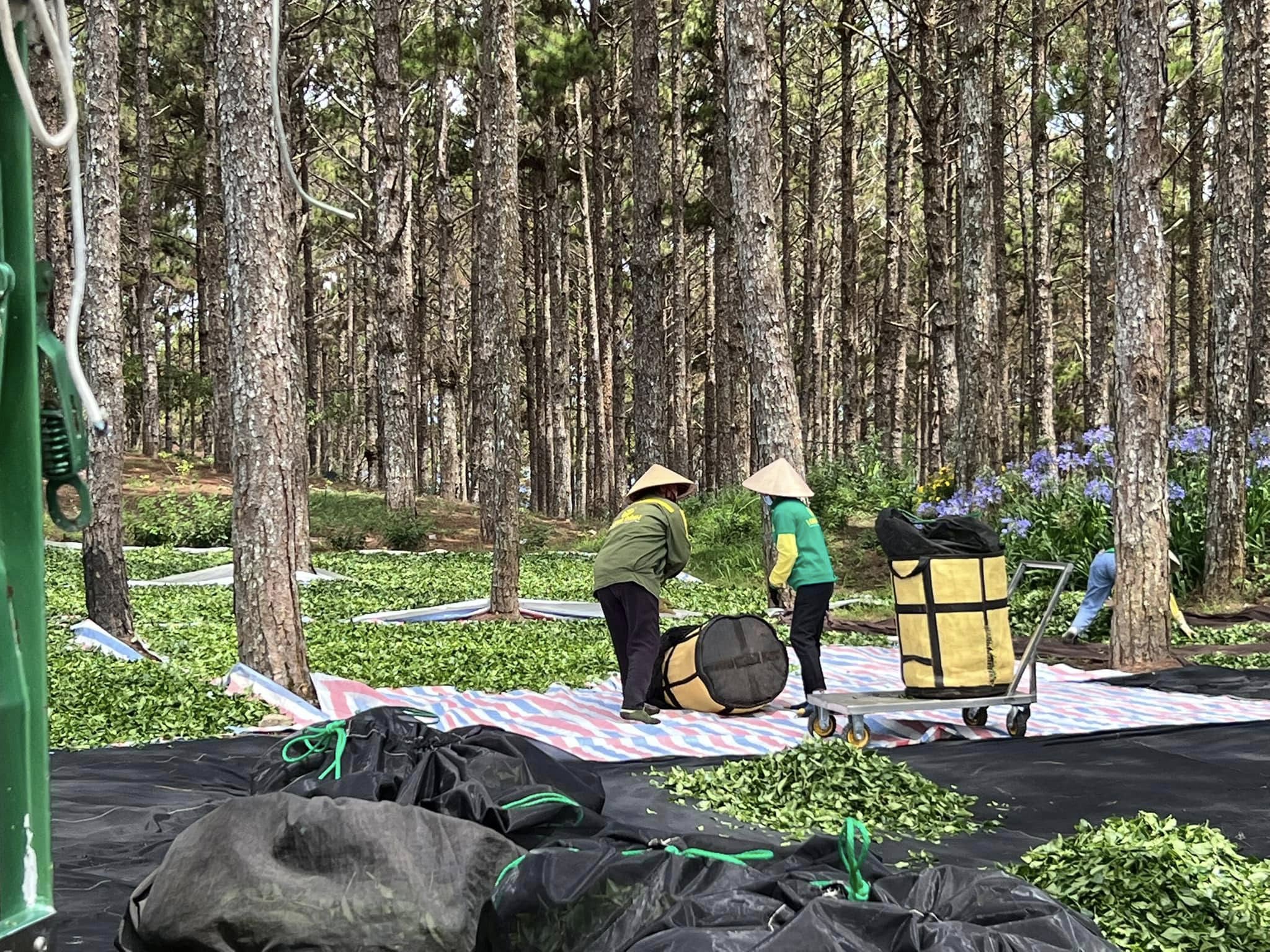 Quy trình sản xuất trà Long Đỉnh